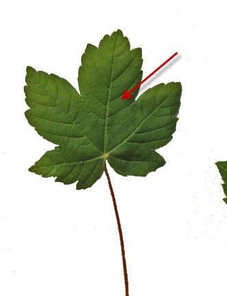 Photoshop��������������Ҷͷ��Ч��