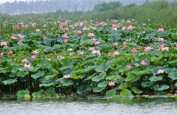 Photoshop为水景图片增加漂亮的荷叶及蓝天