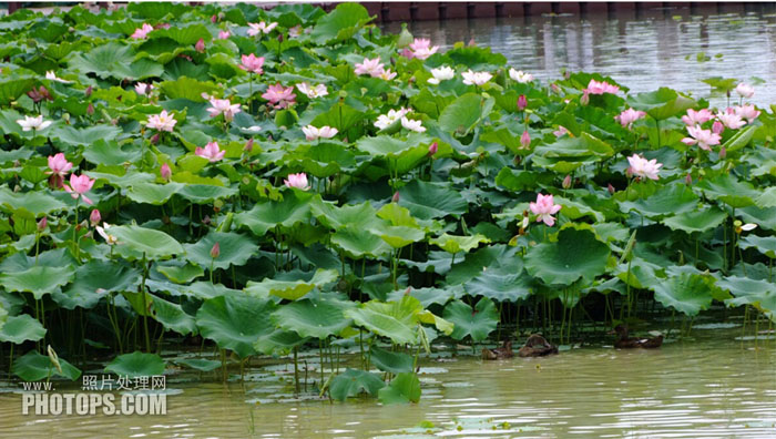 Photoshop为水景图片增加漂亮的荷叶及蓝天