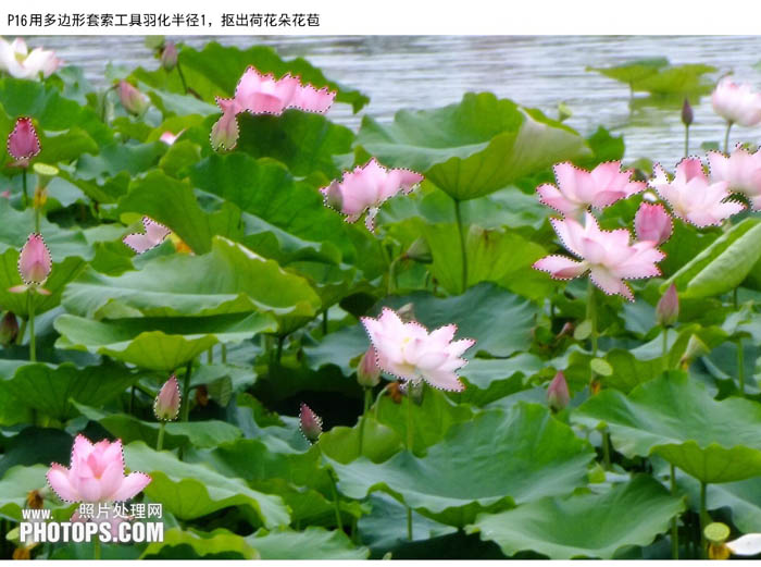 Photoshop为水景图片增加漂亮的荷叶及蓝天