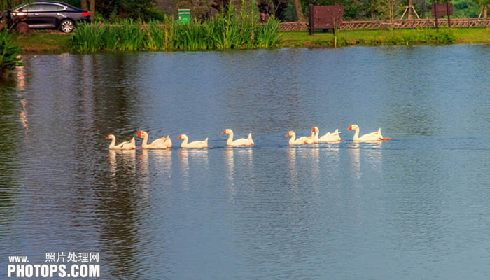 Photoshop为水景图片增加漂亮的荷叶及蓝天