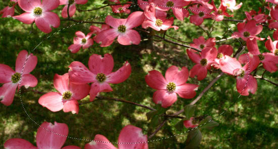 Photoshop打造颓废创意的金色鲜花人像海报