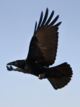 PS�ϳ���Ƭ��ɢ�ĺڰ׳�����Ůͷ��