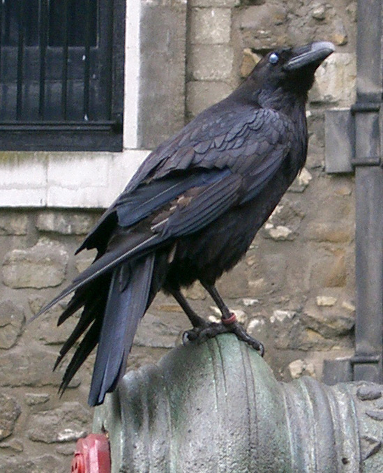 PS�ϳ���Ƭ��ɢ�ĺڰ׳�����Ůͷ��