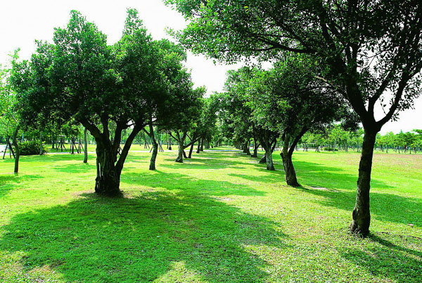 PS合成森林中的阴森古堡