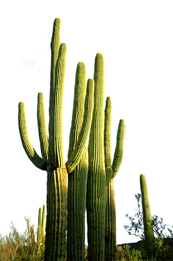 Photoshop打造出夏日极度清爽的啤酒海报