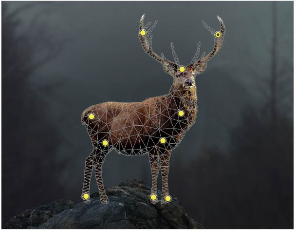 PS�ϳɺڰ�ɭ���еĻ���¹��