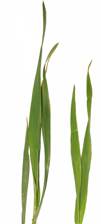 PS合成童话中坐在蜗牛上的小花仙子