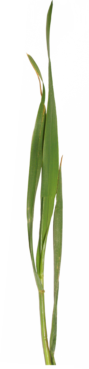 PS合成童话中坐在蜗牛上的小花仙子