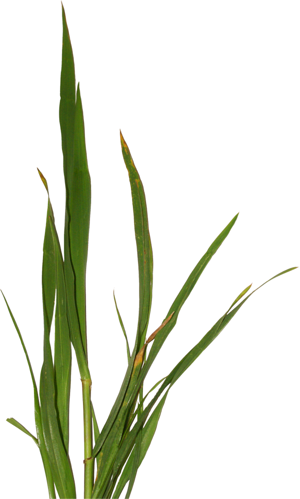 PS合成童话中坐在蜗牛上的小花仙子