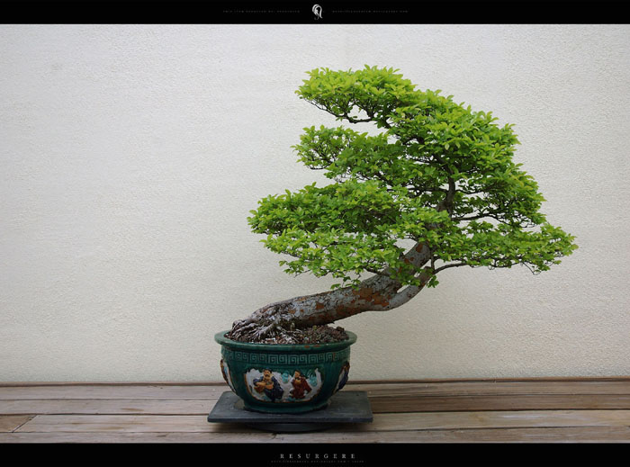 PS合成坐在熊背上的小孩场景