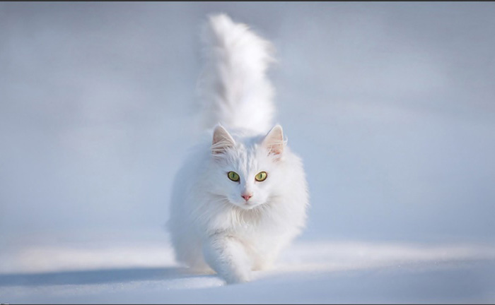 PS利用快速蒙版及调整边缘快速抠出雪地中的白猫”