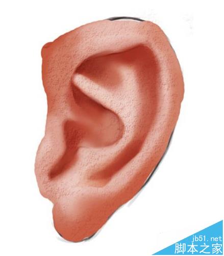 ps怎么制作绘制人体的耳朵的矢量图形?