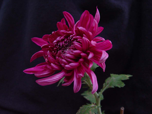 Photoshop设计制作漂亮的春季小清新化妆品海报