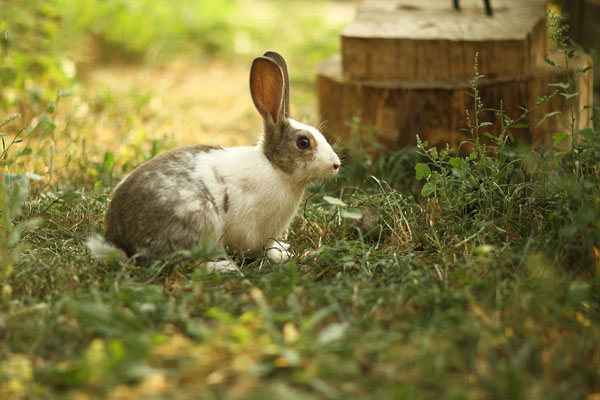 Photoshop设计制作漂亮的春季小清新化妆品海报
