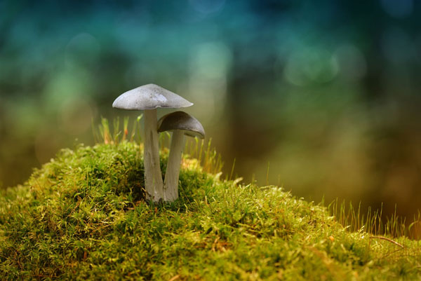 Photoshop设计制作漂亮的春季小清新化妆品海报