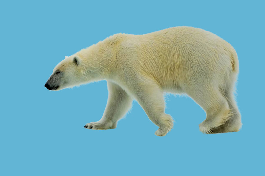 PS巧用通道抠图快速抠出毛茸茸的北极熊教程”