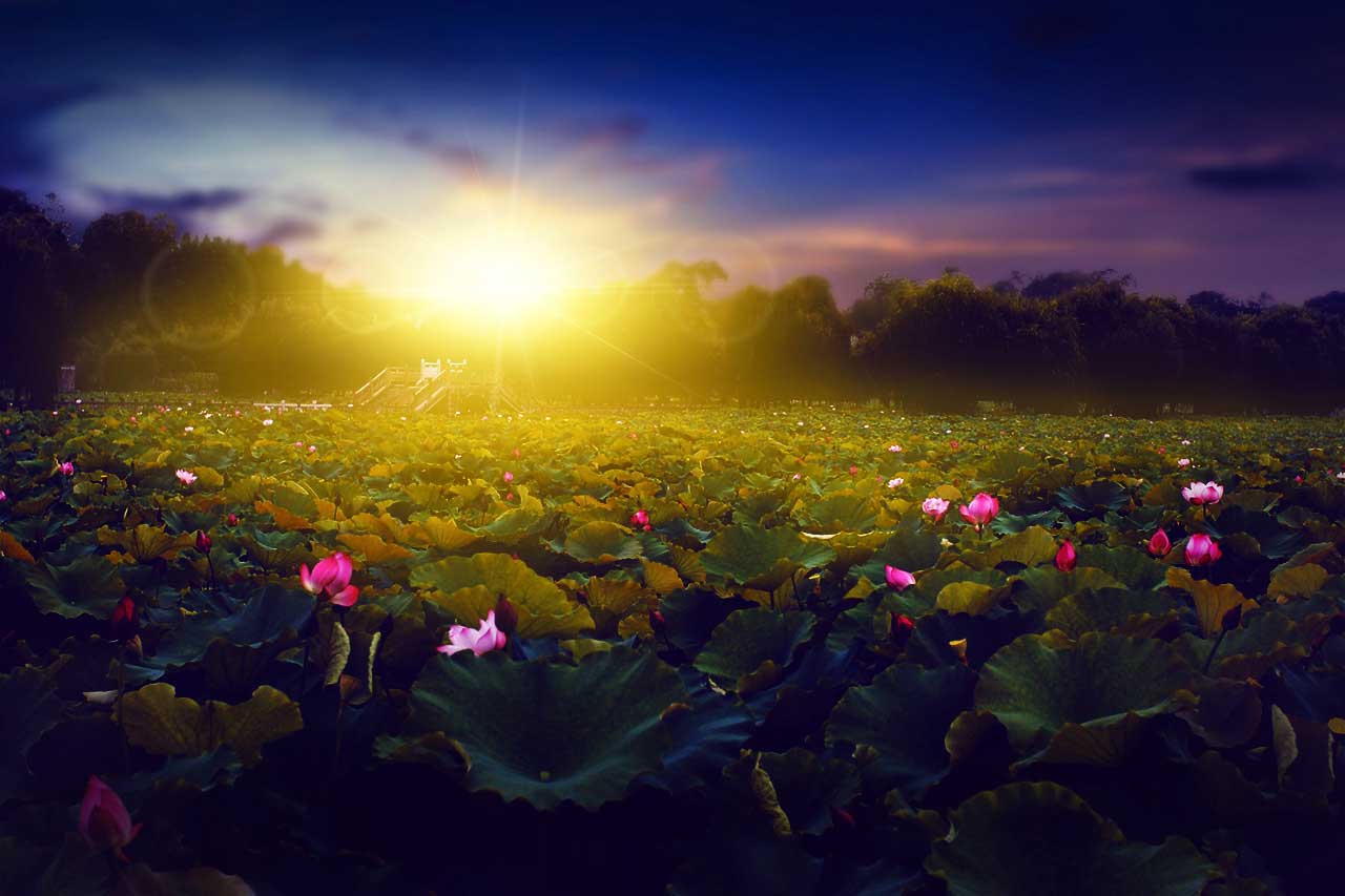 Photoshop怎么给荷花池外景照片快速添加夕阳美景效果？”