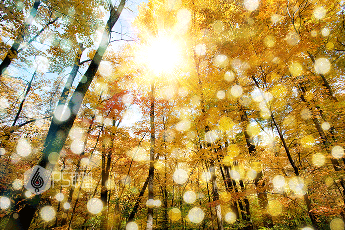 Photoshop给秋天的森林图片添加阳光四射动画效果教程”