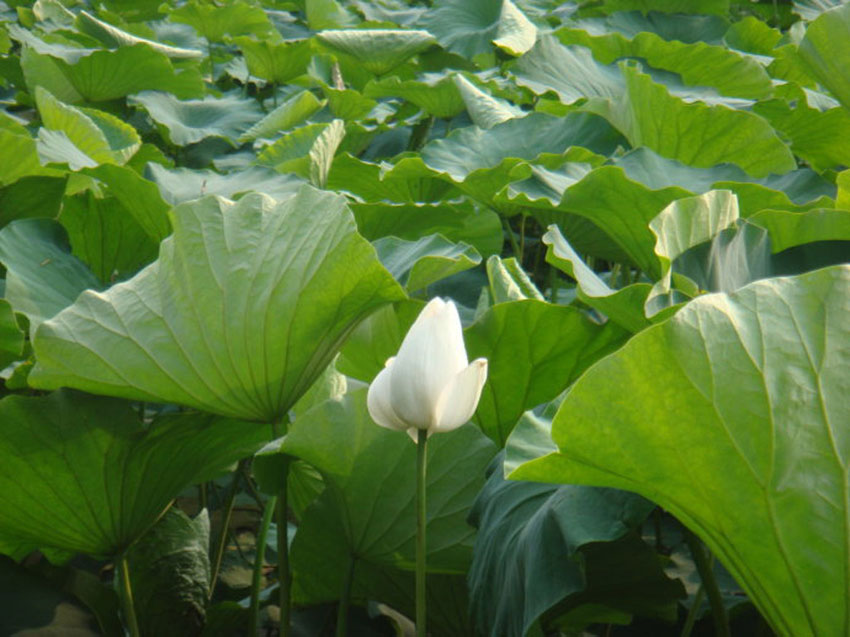 ps后期处理制作好看的大光圈风景照镜头模糊虚化背景教程