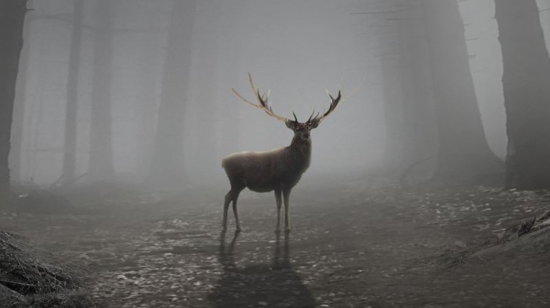 ps创意合成魔幻迷雾森林中精灵鹿王的特效图片教程