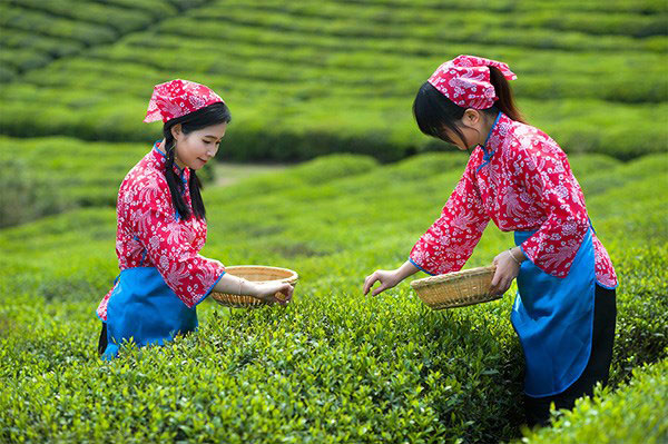 Photoshop创意合成一片茶叶中的茶山采茶场景图