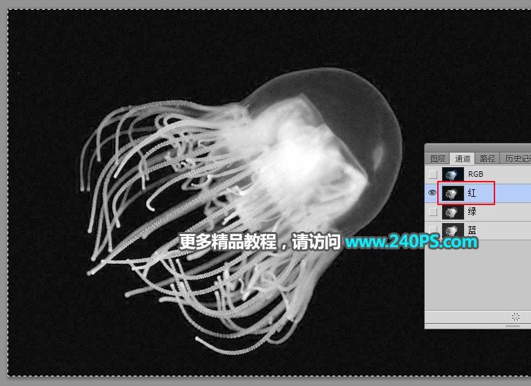 ps利用通道工具快速抠出透明的水母图片教程