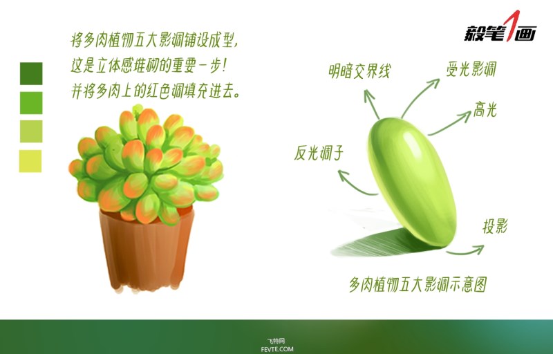 PS鼠绘小清新多肉植物插画教程